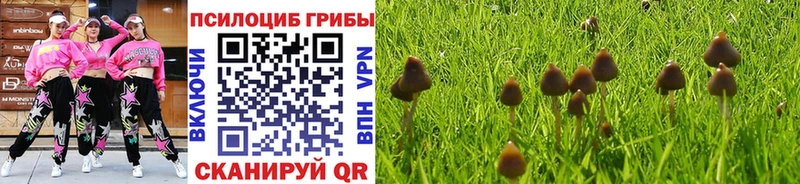 купить   Полтавская  Галлюциногенные грибы Psilocybe 